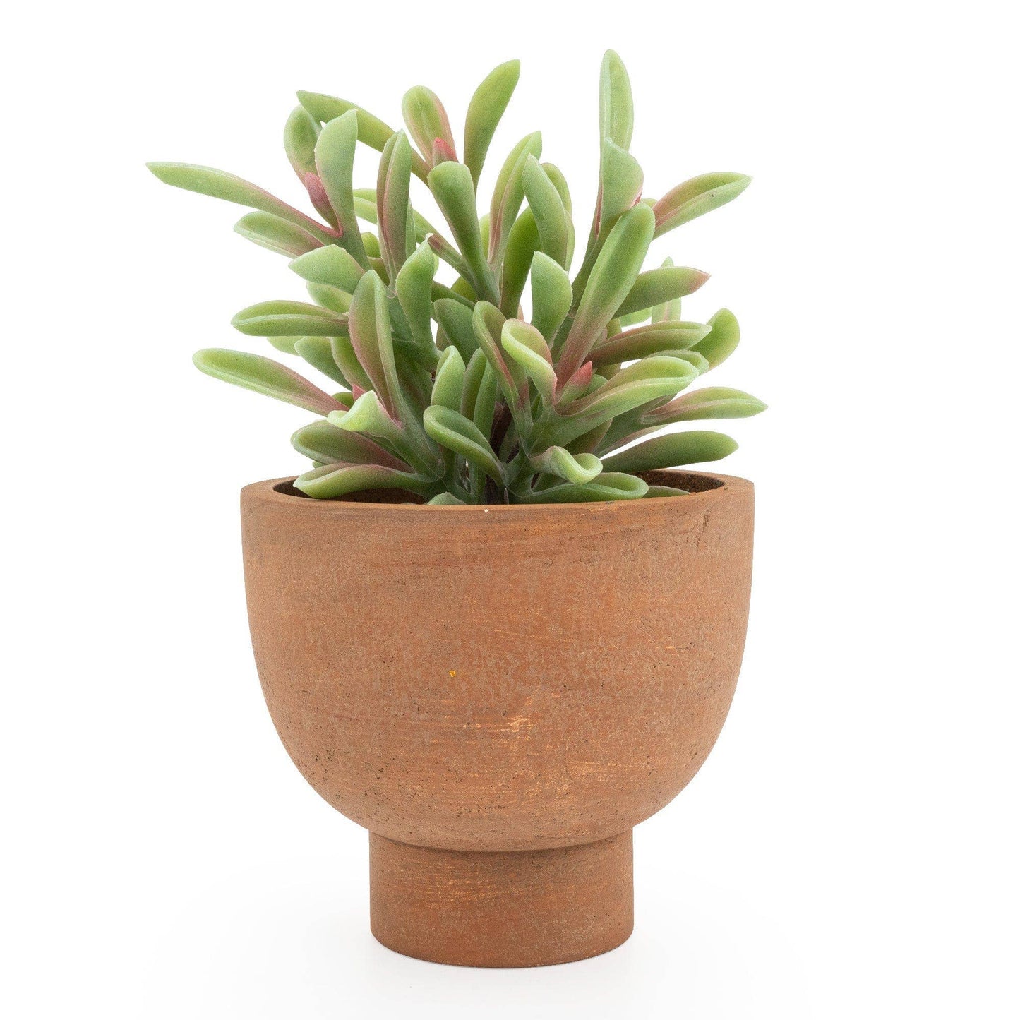 Faux Jade Plant in Ceramic Pot