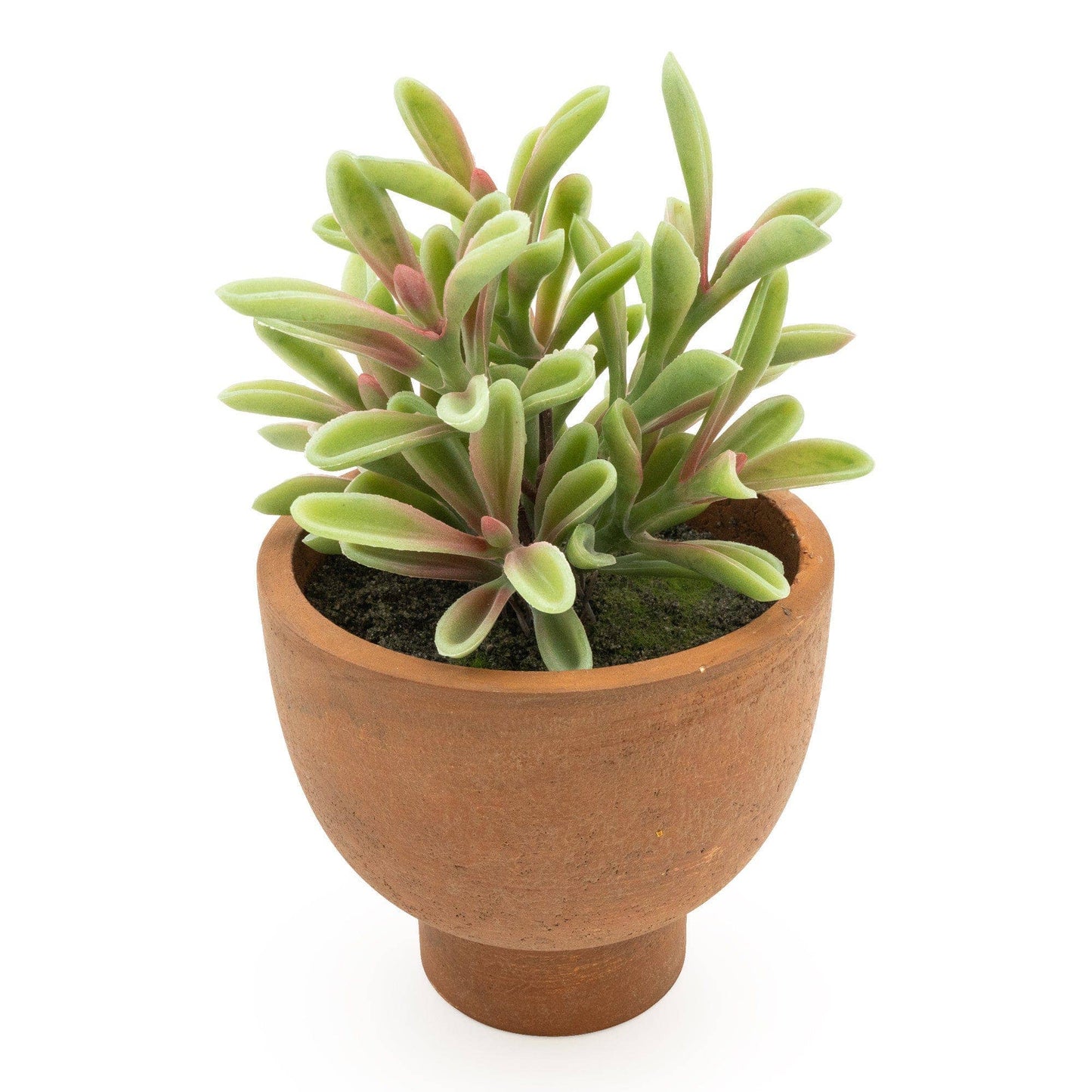 Faux Jade Plant in Ceramic Pot